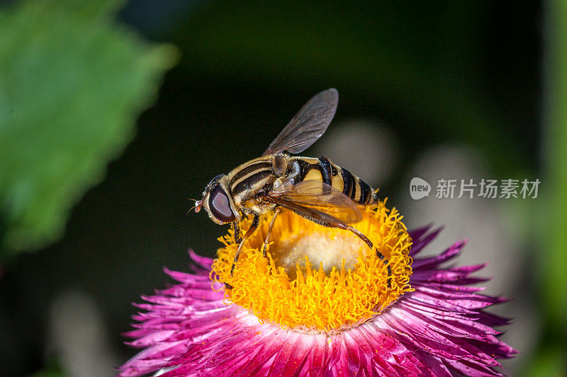 贪食虫(Helophilus fasciatus)短角虫。“不朽的苞片。”(Strawflower)